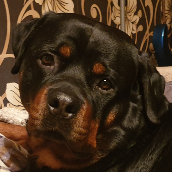 Zeus – Olympus Rottweiler
